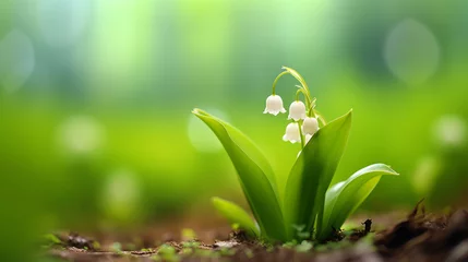 Poster Lily of the valley (Convallaria majalis) © Professional Art
