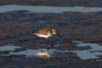 Dunlin (Calidris alpina), a small wader, observed at Akshi Beach in Alibag, Maharashtra, India