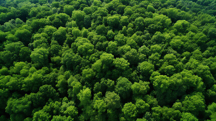 Forest top view