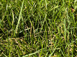 green grass texture