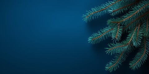Fir tree branches on blue background. Christmas and New Year concept.