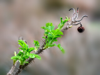 Closeup of fresh green growth on an old stem of Rosa 'Scabrosa' (Rugosa Rose) in a garden in late winter