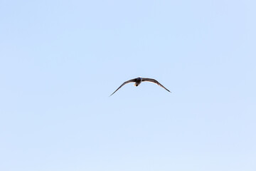 Seagull in fly on empty blue sky