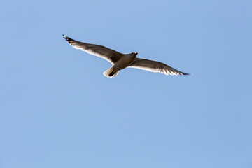 Seagull in fly on empty blue sky