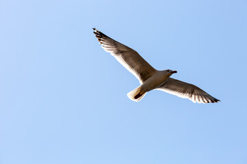 Seagull in fly on empty blue sky