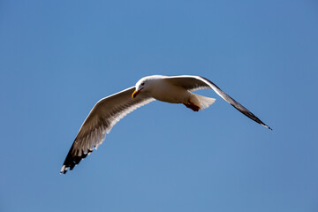 Seagull in fly on empty blue sky