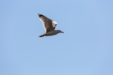 Seagull in fly on empty blue sky