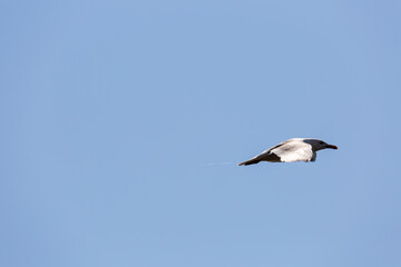 Seagull in fly on empty blue sky