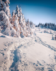Obraz premium Trekking in the snowy meadow. Sunny winter scene of Carpathian mountains with tourists footsteps, Ukraine, Europe. Fir tree on the slope on snowy meadow. Christmas postcard.
