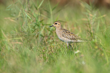 Close up of Pacific Golden plover bird in the grass