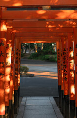 Hanazono shrine in Ueno, tokyo.it has tiny torii 