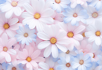 Beautiful Chamomile Flowers As Background