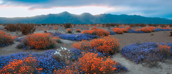Colorful wildflowers in spring time at Anza Borrego state park, California.