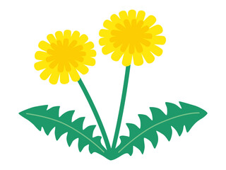 タンポポのベクターイラスト。花、自然、春