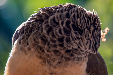 Plumage d'un paon vert