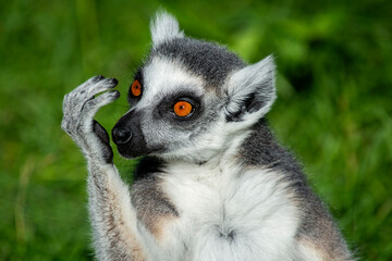 Lémur catta portrait