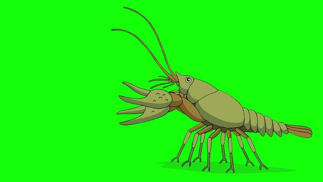 Crayfish 4K chroma key animation