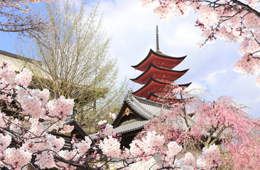 Goju-no-to pagoda (Five storied pagoda), Itsukushima shrine. Sakura blossom season in Miyajima island, Hiroshima, Japan. Traditional japanese hanami festival. Spring cherry blossoming season in Asia - obrazy, fototapety, plakaty