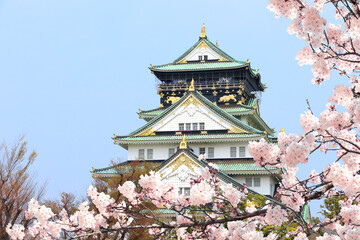 Osaka Castle and flowers of sakura, Japan, Asia. Traditional japanese hanami festival. Spring cherry blossoming season in Japan