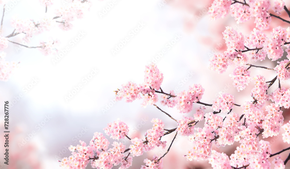 Aufkleber horizontal banner with sakura flowers of pink color on misty backdrop. beautiful nature spring backg
