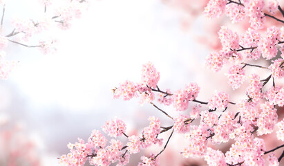 Horizontal banner with sakura flowers of pink color on misty backdrop. Beautiful nature spring background with a branch of blooming sakura. Sakura blossoming season in Japan