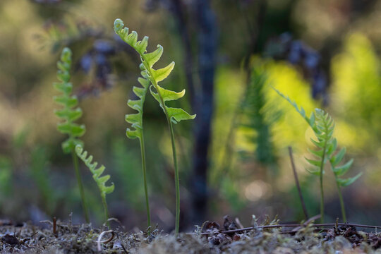 Ferns in sunshine