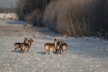 Naklejka premium A bunch of fallow deers in the field on a cold winter day