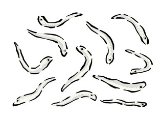 しらすの線画イラスト素材　バラバラの、個別、一匹づつ描いたイラスト