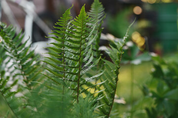 Dryopteris filix-mas, or Male Fern growing in summer garden. Plant for shady areas