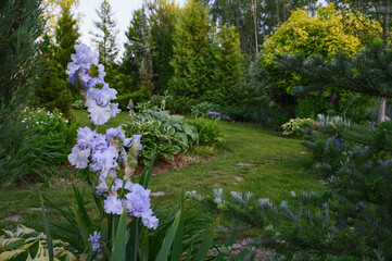 Obraz premium Blue bearded iris blooming in summer with country cottage ornamental garden on background