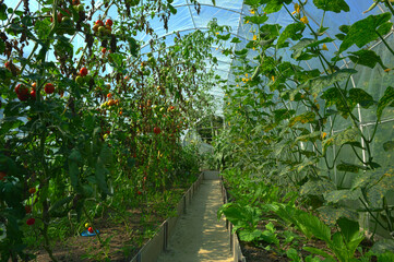 bush, grow, summer, color, technology, bright, freshness, homegrown, cherry, fruit, agricultural,...