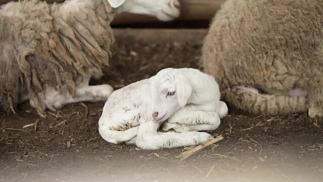 the sight of a new lamb being born