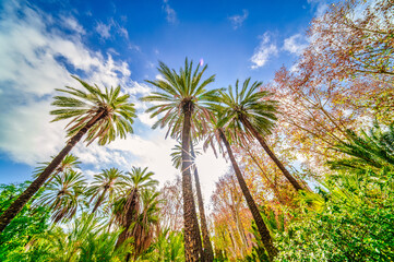 Plant palm trees towards the sky