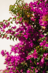 Pink Bougainvillea flowers growing in sunlight in Greece