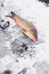 A large carp lies on the ice