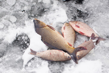 Freshwater fish carp lies on the ice