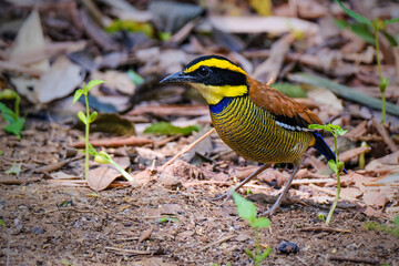 Javan banded pitta at rain forest