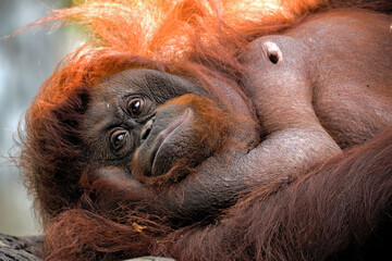 Portrait of Bornean orangutan at zoo