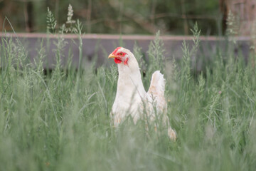 A curious free range white chicken peeking above the tall grass