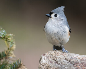 Tufted Titmouse Perched on a Rock © Cavan