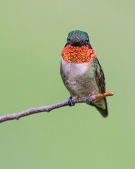 A Male Ruby-throated Hummingbird Perched