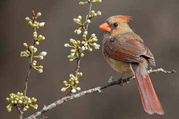 A Female Northern Carinal Perched on a Plum Branch