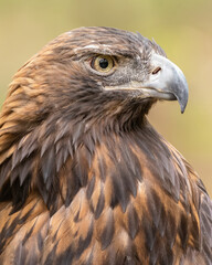 A portrait of a golden eagle