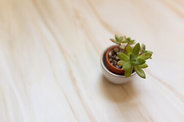 close-up of succulent plant with granite background