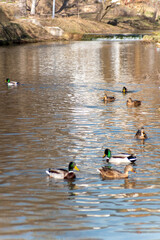 ducks in the lake