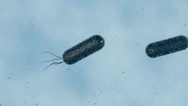 3d animation of E. coli distribution at the microscopic level