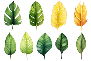 Watercolor tropical leaves collection featuring palm, monstera, and banana leaves in vibrant hues