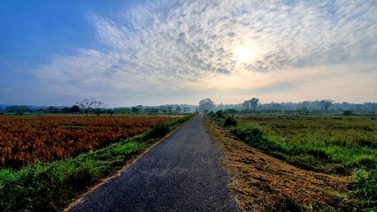 STRAIGHT ROAD WITH PADDY FIELDS ON THE SIDED WITH MISTY WEATHER