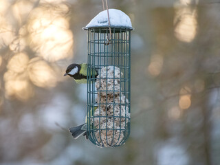 Birds eating fat balls during winter season and sunrise