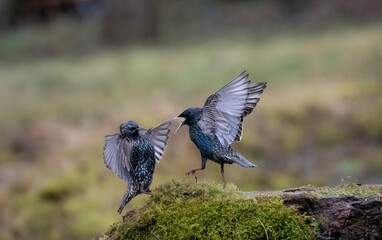 Stare (Sturnus vulgaris) kämpfen